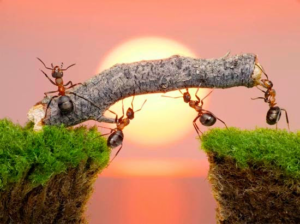How the philosophy of ants can help you succeed